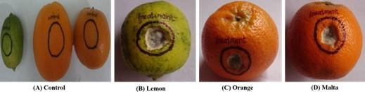 Detection and biological control measures of anthracnose causing fungus isolated from Citrus limon (L.)