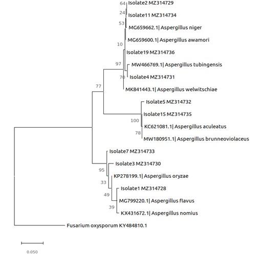 Molecular characterization and antibacterial activities of mangrove endophytic fungi from coastal Kenya