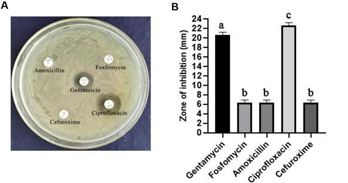 Biochemical and in silico study of leaf extract from Rumex dentatus against Staphylococcus aureus