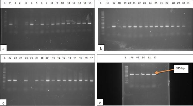 Isolation and identification of Salmonella spp. and Escherichia coli from water used during live transportation of Pangasius catfish, Pangasianodon hypophthalmus
