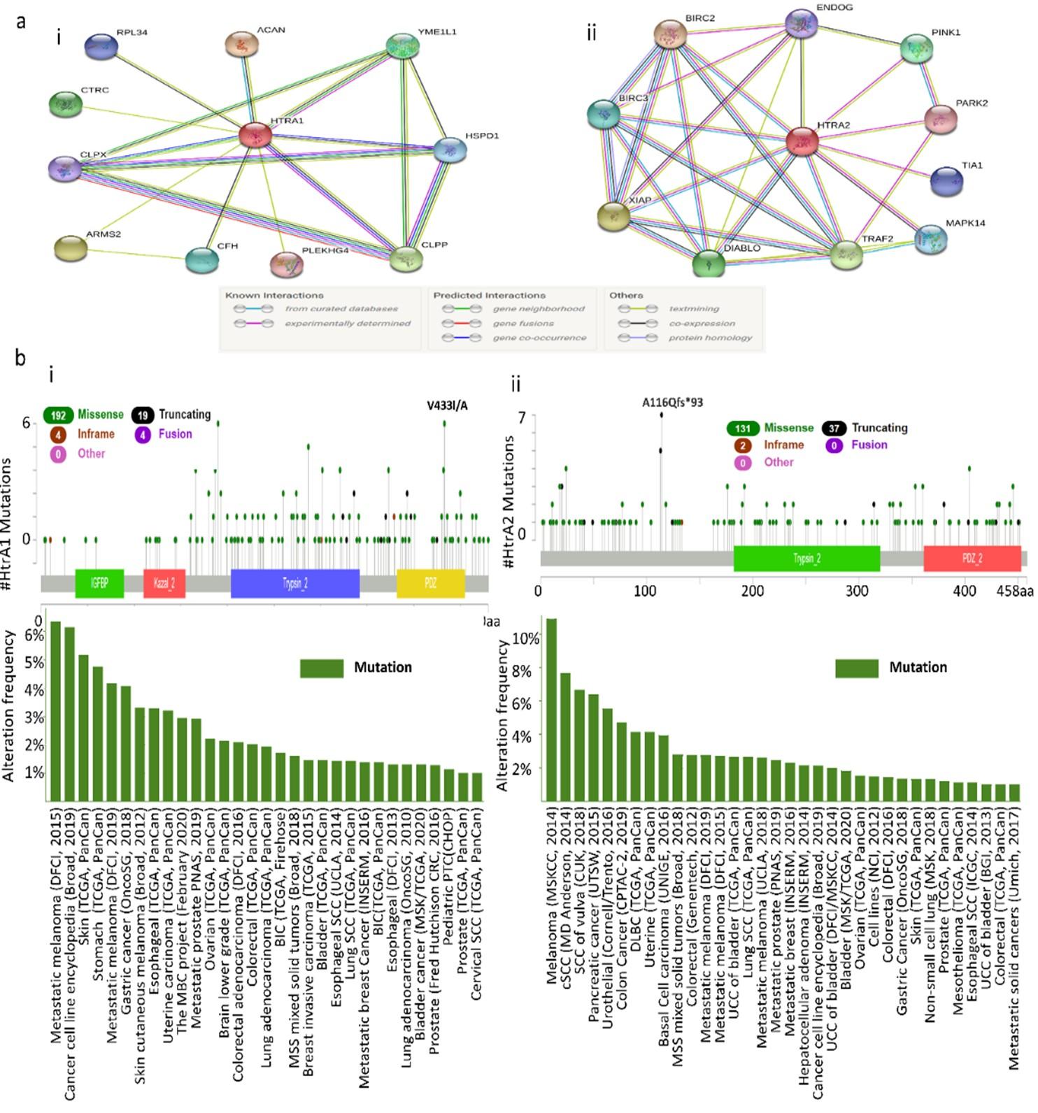 HTRA1 and HTRA2 expression differentially modulate the clinical prognosis of cancer: a multi-omics analysis using bioinformatics approaches
