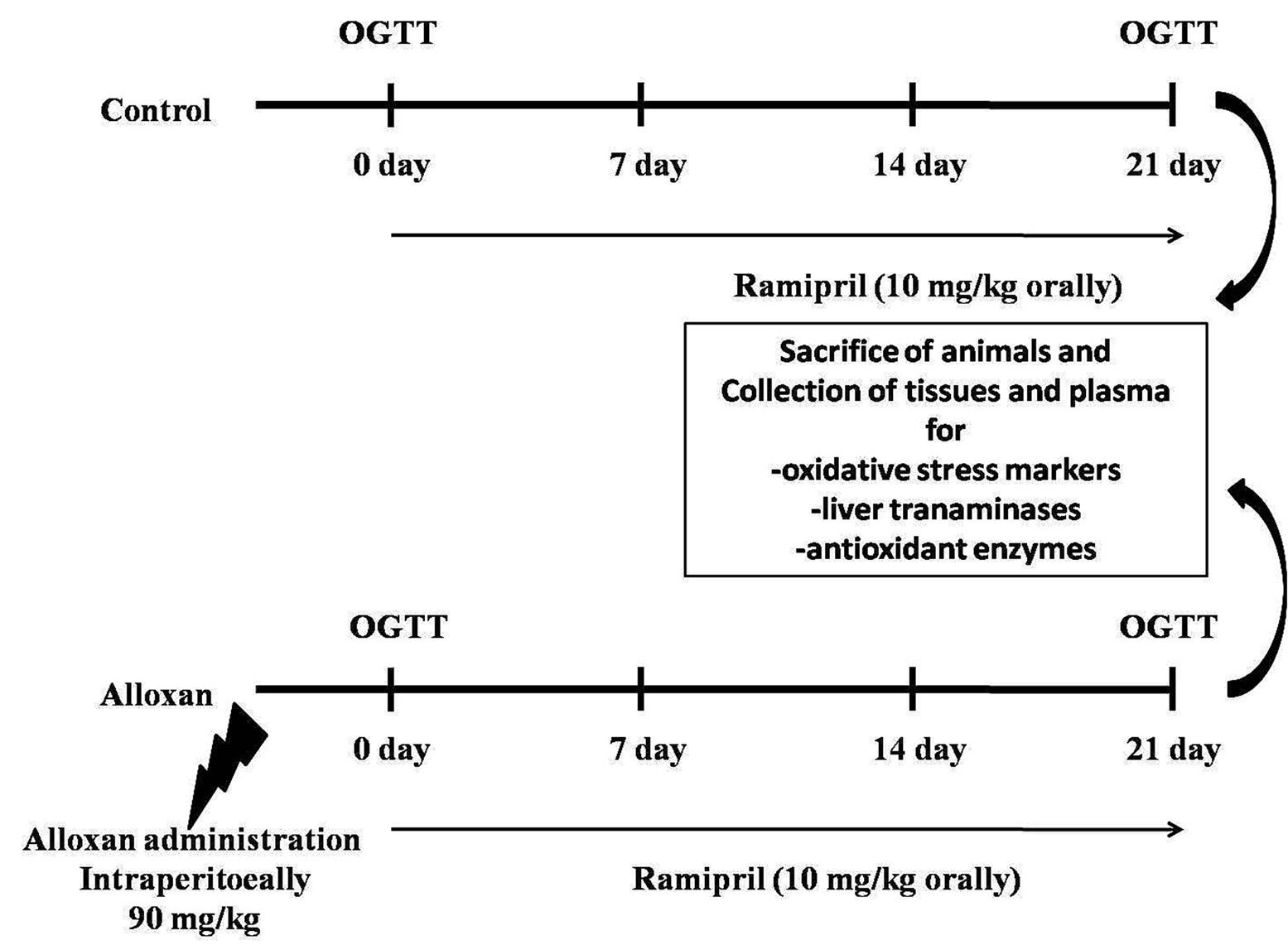 Ramipril, an angiotensin-converting enzyme inhibitor ameliorates oxidative stress, inflammation, and hepatic fibrosis in alloxan-induced diabetic rats