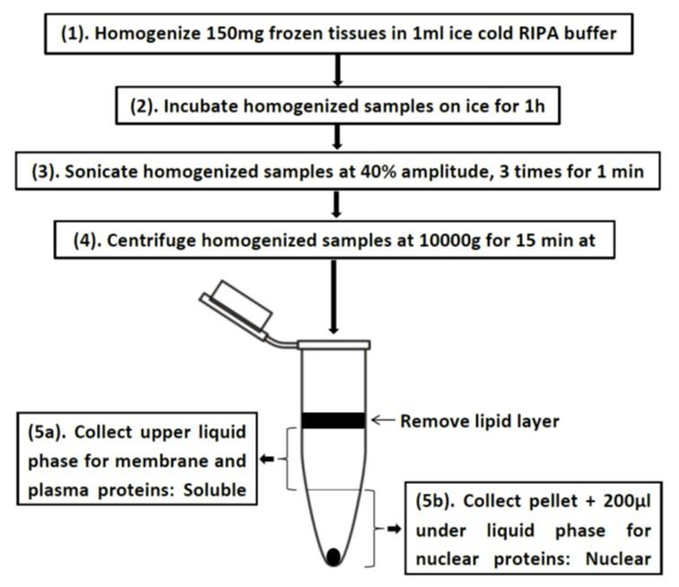 A protein isolation method for western blot to study histones with an internal control protein