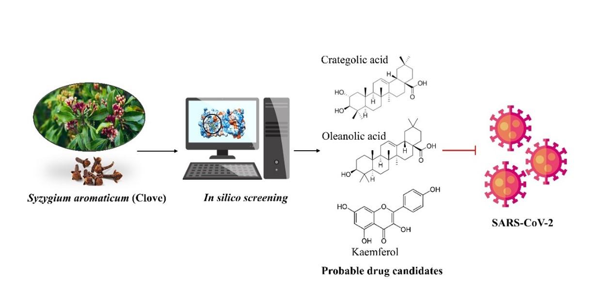Syzygium aromaticum as a possible source of SARS-CoV-2 main protease inhibitors: Evidence from a computational investigation
