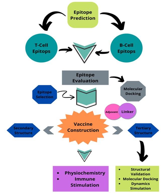 Developing a multiepitope vaccine against dengue virus in Bangladesh using immunoinformatics approach