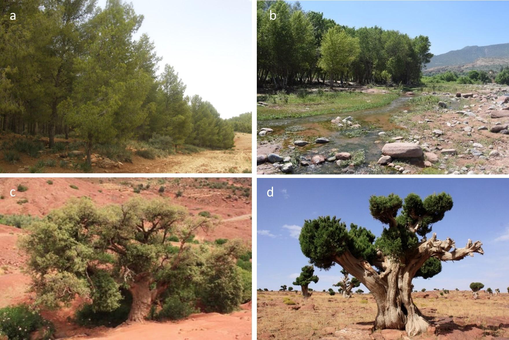 Analysis of floristic diversity of the forest ecosystems of the Zat valley- High Atlas of Morocco: Valorization and Conservation perspectives