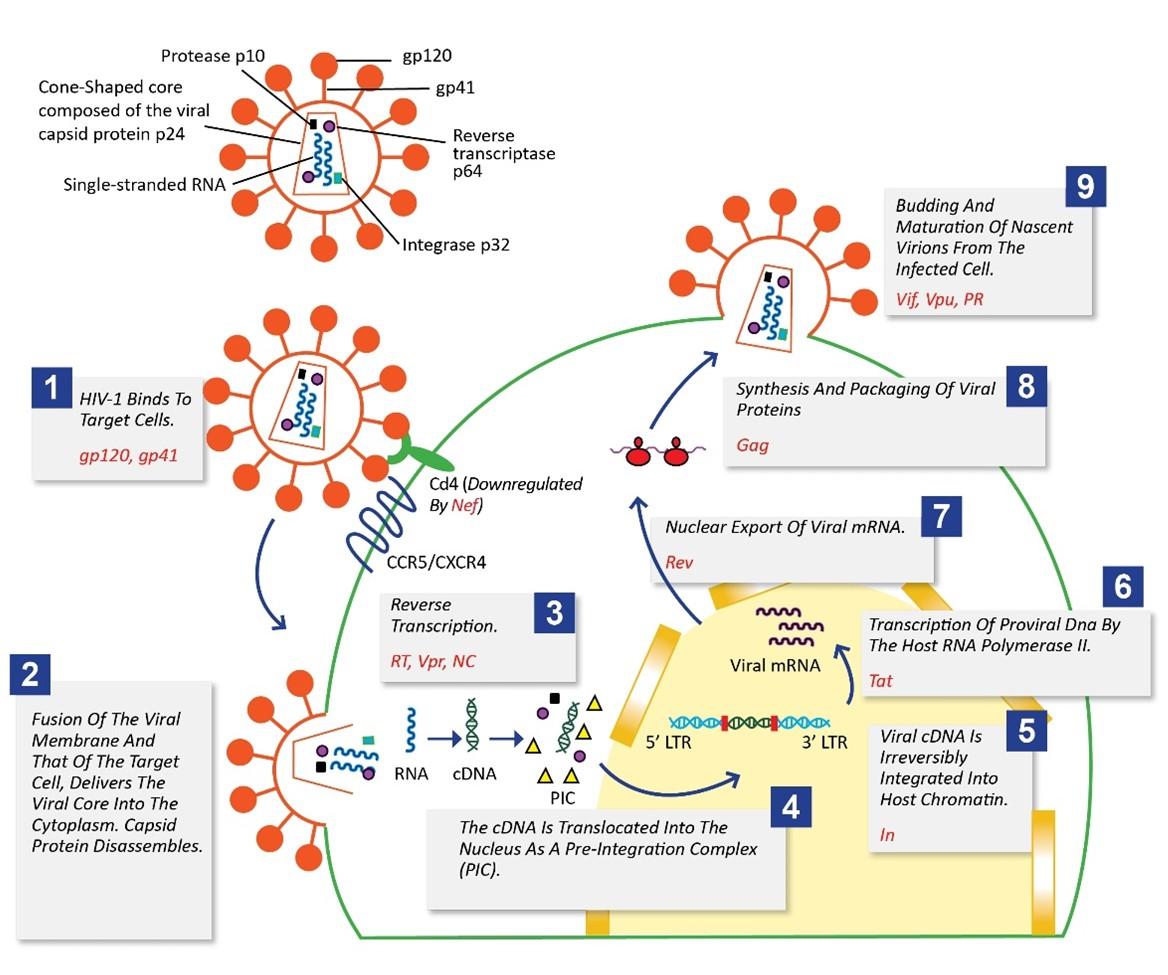 Human immunodeficiency virus type 1: Role of proteins in the context of viral life cycle