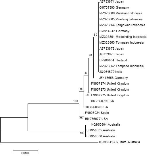 Morphology, diversity and phylogenetic analysis of Spodoptera exigua (Lepidoptera: Noctuidae) in North Sulawesi by employing partial mitochondrial cytochrome oxidase 1 gene sequences