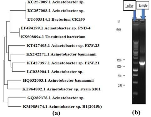 Comparative polymer biodegradation efficiency of an isolated Acinetobacter sp. with Bravibacillus sp. and E. coli by resting cells