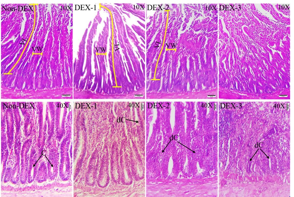 Effects of dexamethasone induced stress on the intestinal morphology and morphometry in broiler chicken