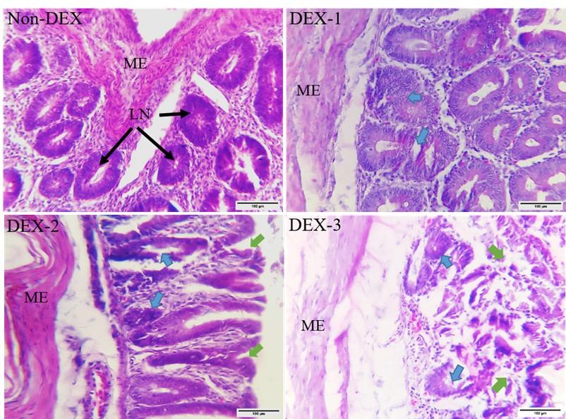 Effects of dexamethasone induced stress on the intestinal morphology and morphometry in broiler chicken