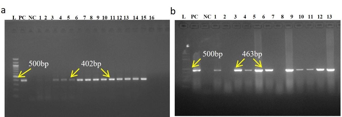Validation and standardization of designed N gene primer-based RT-PCR protocol for detecting Peste des Petits Ruminants virus in goats