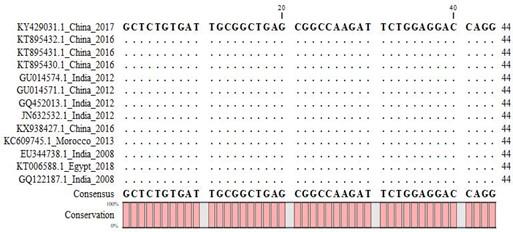 Validation and standardization of designed N gene primer-based RT-PCR protocol for detecting Peste des Petits Ruminants virus in goats