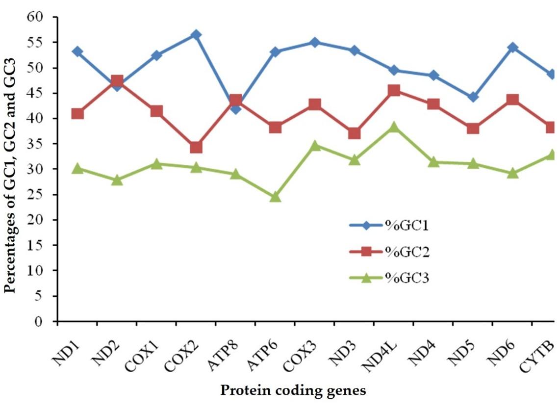 Codon usage bias and purifying selection identified in Cirrhinus reba mitogenome