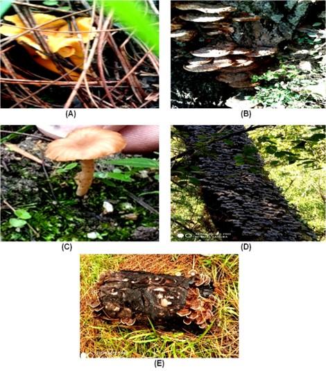 Antimicrobial and phytochemical screening of selected wild mushrooms naturally found in Garhwal Himalayan region, Uttarakhand, India