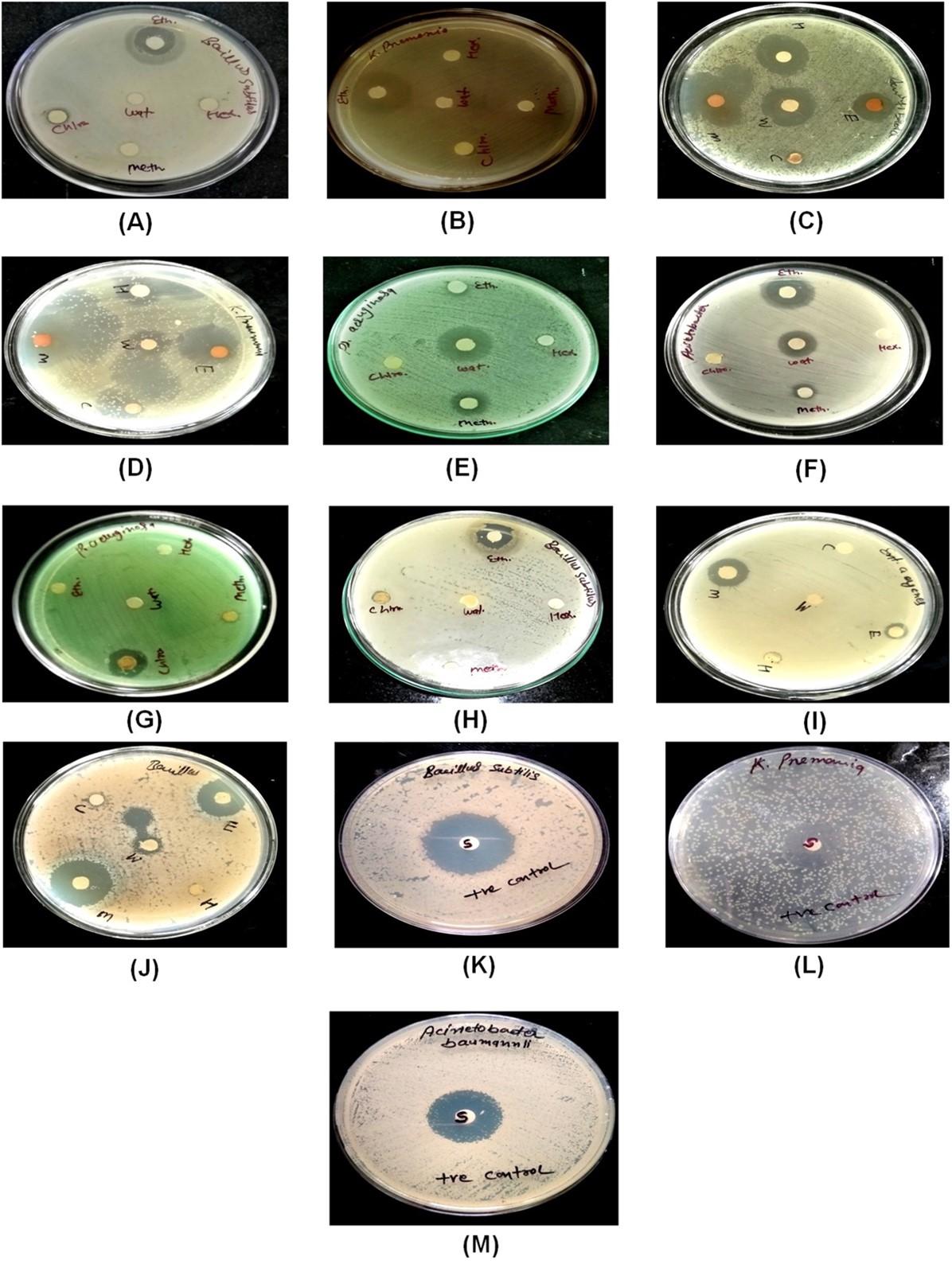 Antimicrobial and phytochemical screening of selected wild mushrooms naturally found in Garhwal Himalayan region, Uttarakhand, India