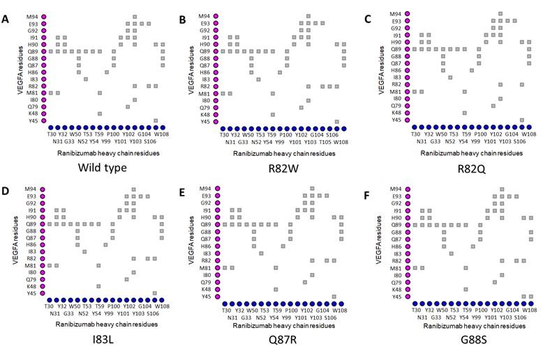 Interaction of epitopic missense variants of VEGFA with therapeutic monoclonal antibodies