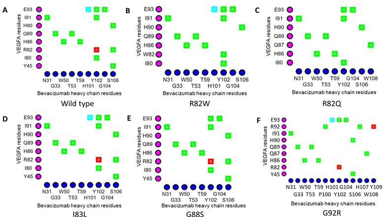 Interaction of epitopic missense variants of VEGFA with therapeutic monoclonal antibodies