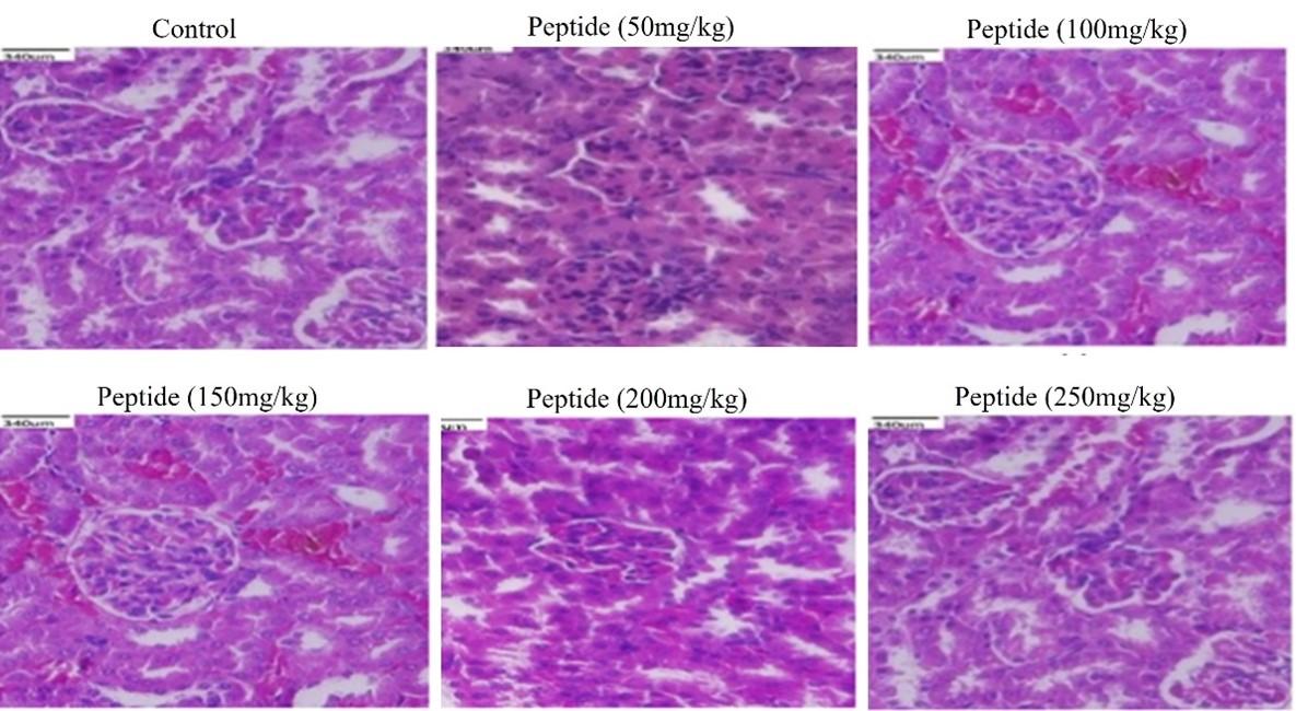 Assessment of antiproliferative and toxic effects of a peptide from Momordica dioica using in vitro and in vivo studies