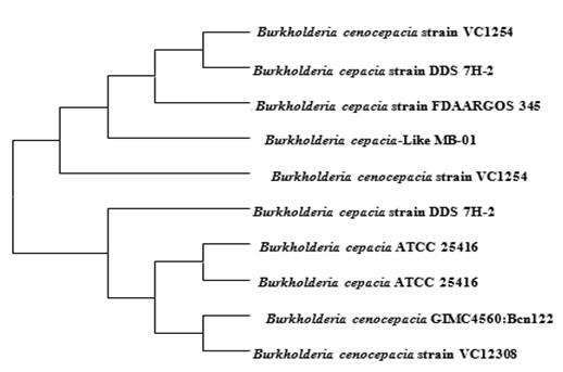 Efficacy of soil-borne Burkholderia Cepacia-like MB-01 strain for shobicron and vertimec degradation