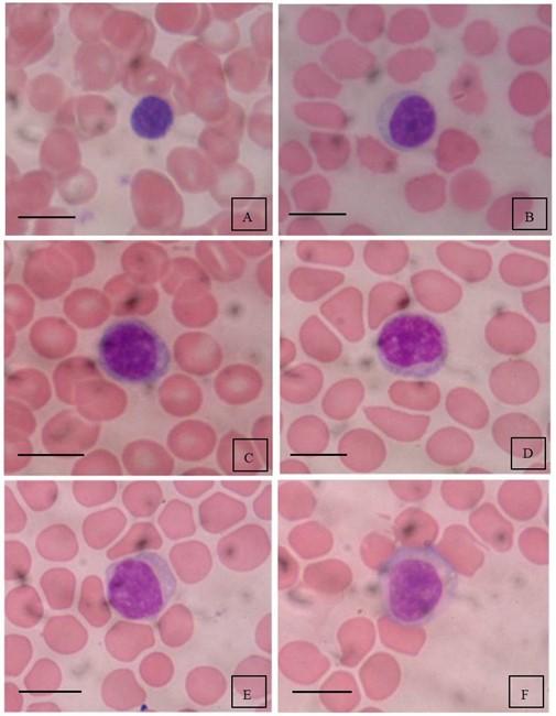 Functional informativeness of lymphocytes’ cytomorphometric analysis of laboratory rats’ blood