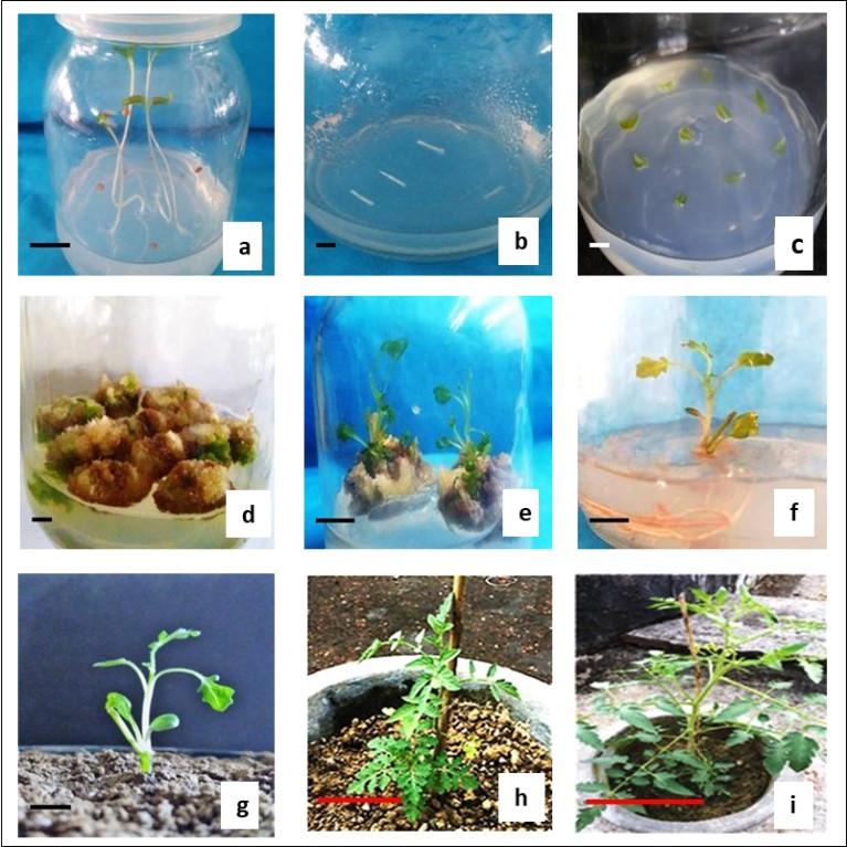 In vitro plant regeneration of wild eggplant (Solanum sisymbriifolium) to produce large number of rootstocks for tomato grafting
