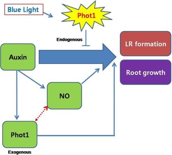 Role of auxin and nitric oxide on growth and development of lateral root of plants: possible involvement of exogenously induced Phot1