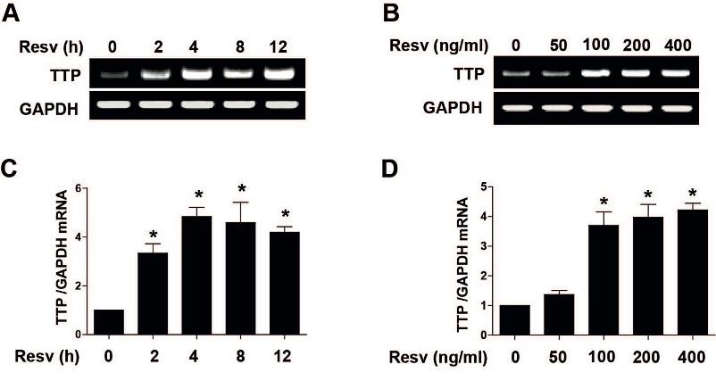 Resveratrol attenuates inflammation through tristetraprolin expression in human hepatocytes
