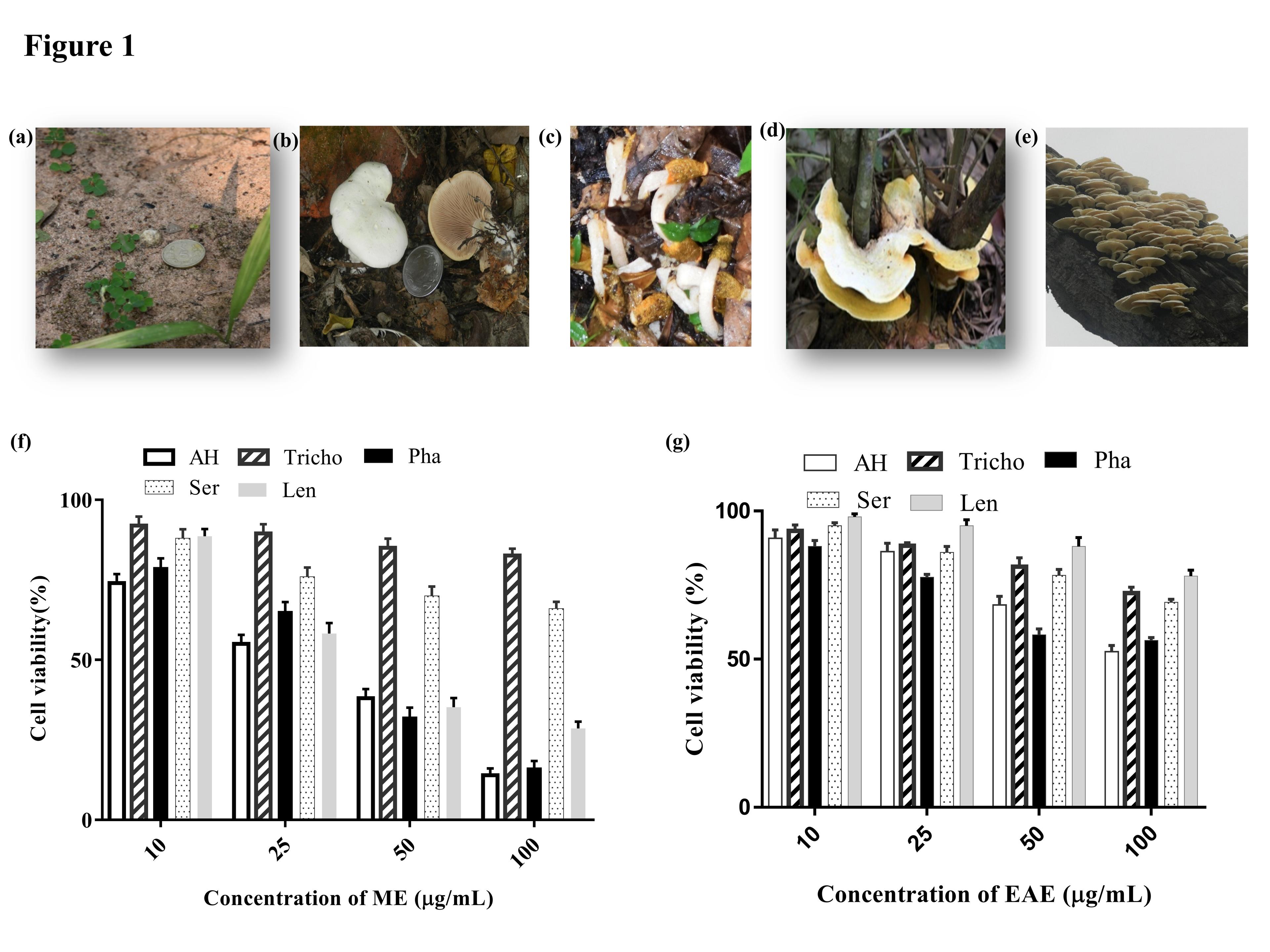 Assessment of the anti-leukemic and antioxidant potential of the methanol extract of a wild, edible, and novel mushroom, Astraeus hygrometricus, and unraveling its metabolomic profile