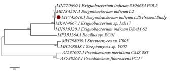 Antagonistic activity of Exiguobacterium indicum LIS01 isolated from sediment