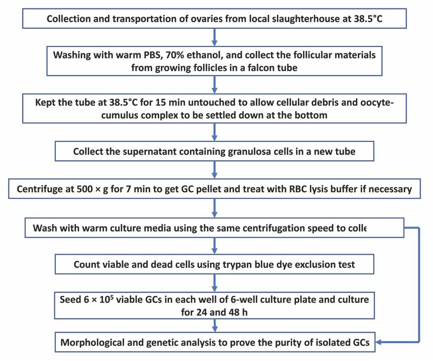 A reliable and easy method to isolate a pure population of bovine granulosa cells from slaughterhouse ovaries for in vitro studies
