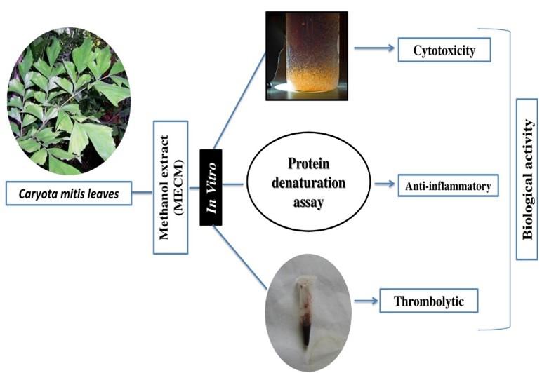 Phytochemical screening and in vitro pharmacological activities of methanolic leaves extract of Caryota mitis