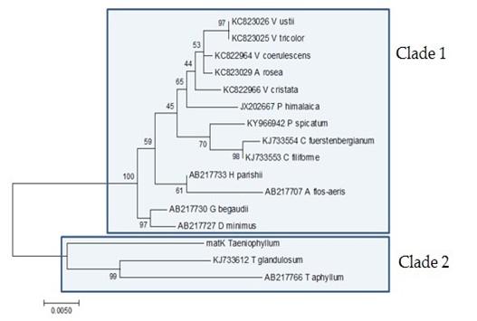 A molecular phylogeny of Taeniophyllum THRJ inferred from DNA barcode regions