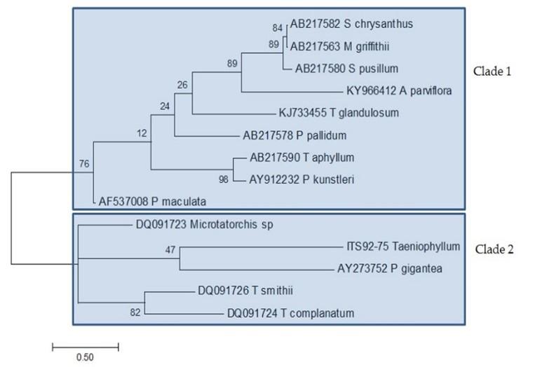 A molecular phylogeny of Taeniophyllum THRJ inferred from DNA barcode regions