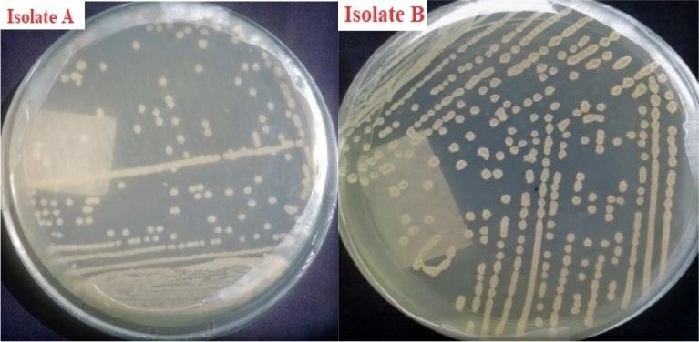 Isolation and characterization of bacteria from two soil samples and their effect on wheat (Triticum aestivum L.) growth promotion