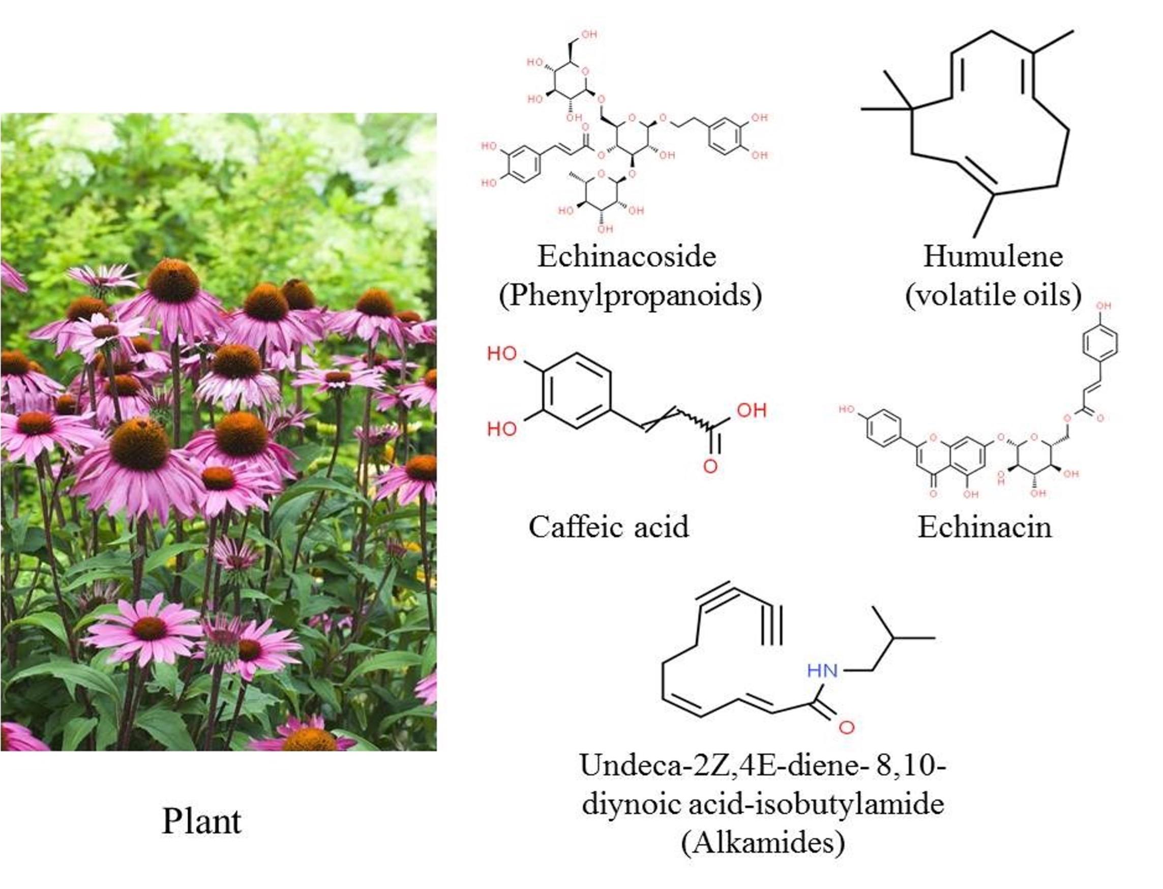 Therapeutic potential of selective medicinal plants and their phytoconstituents in respiratory diseases: A review with an emphasis on COVID-19