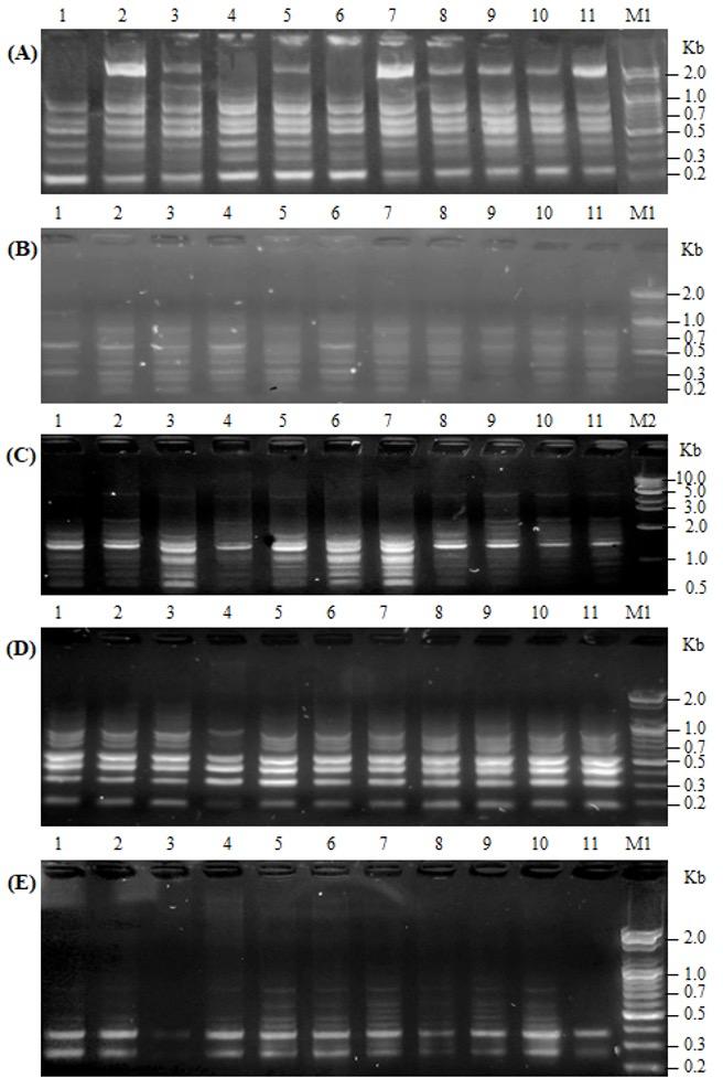 DNA fingerprinting and molecular diversity analysis for the improvement of brinjal (Solanum melongena L.) cultivars