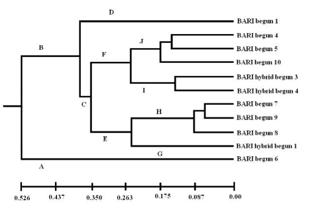 DNA fingerprinting and molecular diversity analysis for the improvement of brinjal (Solanum melongena L.) cultivars