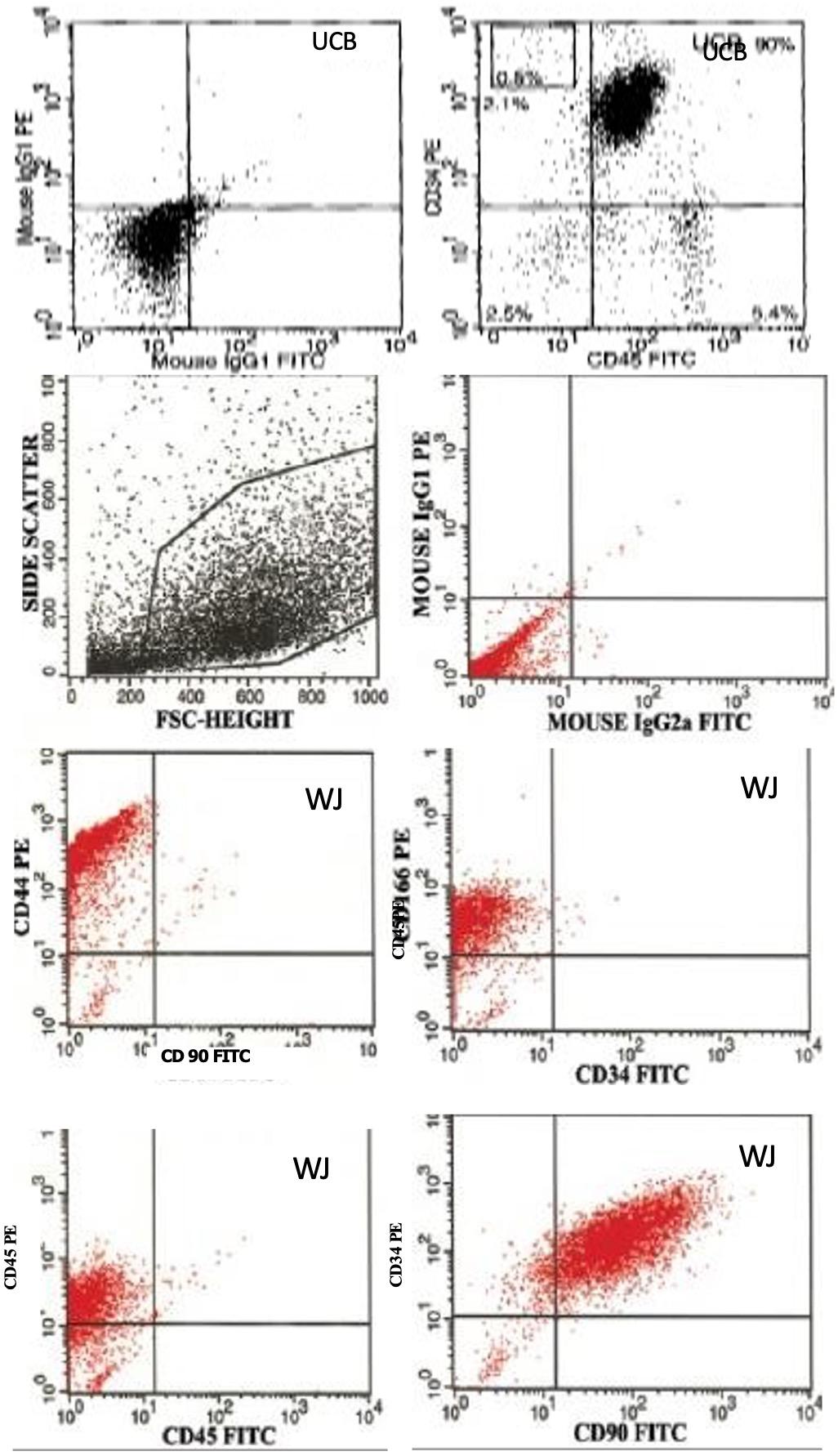 Isolation of stem cell populations from wharton’s jelly sections of umbilical cord and comparison analysis with cord blood stem cells