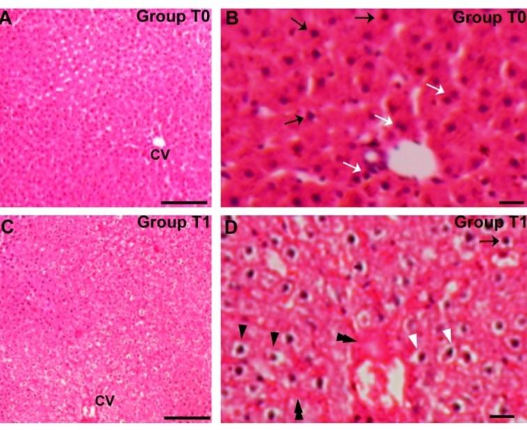 Comparable preventive effects of laboratory-grown spirulina and market spirulina against arsenic-induced alterations in the liver of adult rats