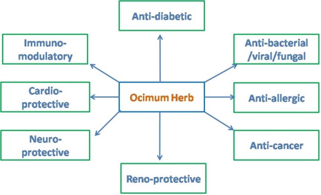 Ocimum herb species: a potential treatment strategy for diabetic kidney disease.