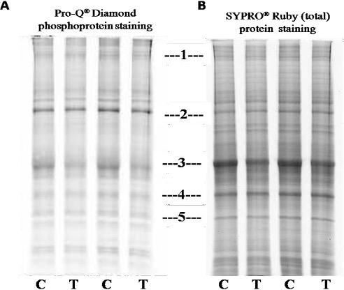Expression patterns of the phosphoproteins and total proteins in TLQP-21 (a VGF derived peptide) treated SH-SY5Y cells