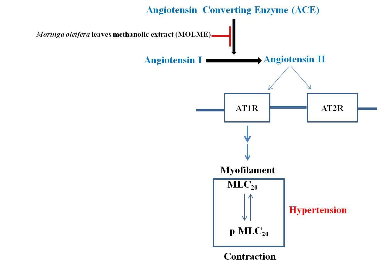 Moringa oleifera leaves methanolic extract inhibits angiotensin converting enzyme activity in vitro which ameliorates hypertension