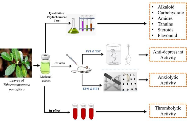Qualitative phytochemicals and pharmacological properties analysis of methanol extract of Tabernaemontana pauciflora leaves