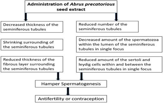 The medicinal values of Abrus precatorius: a review study