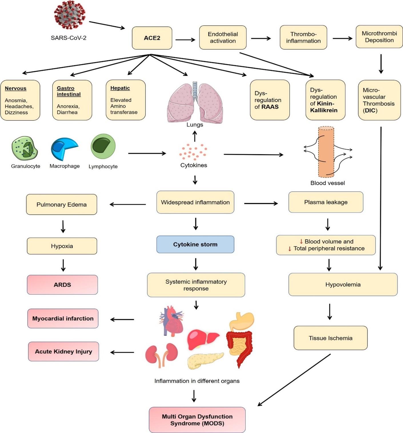 Pathophysiological mechanisms of disease severity in COVID-19: An update