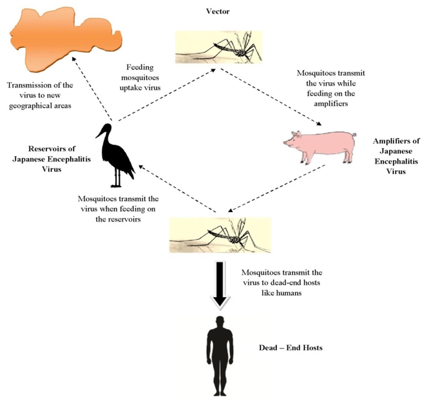 A brief review on Japanese Encephalitis in Swine with its diagnostic strategies
