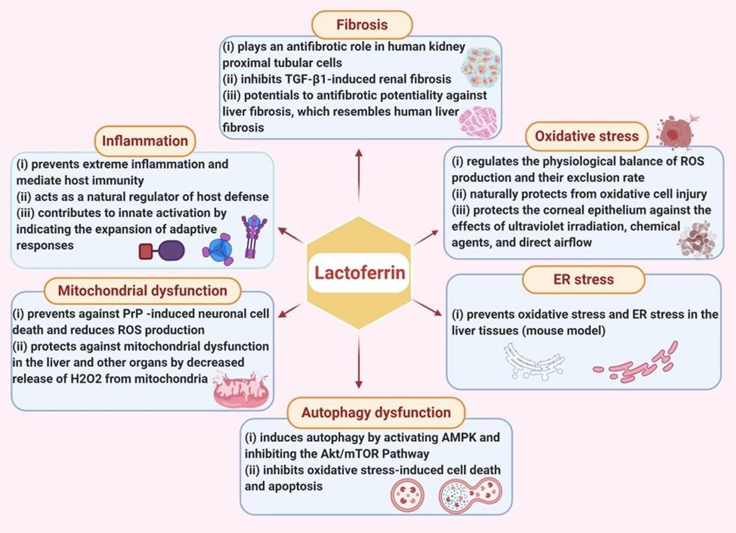 Lactoferrin: potential functions, pharmacological insights, and therapeutic promises