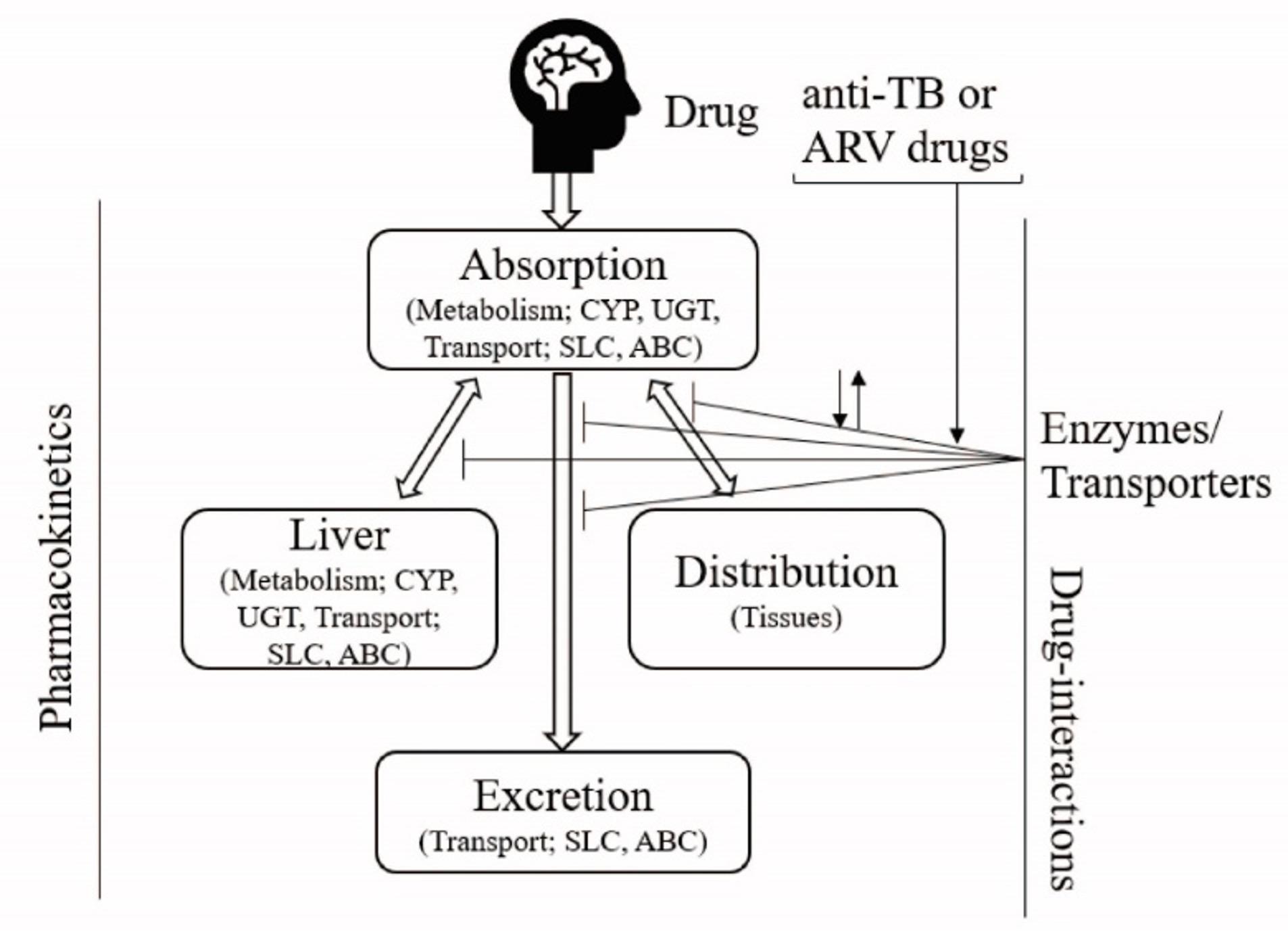 Role of drug metabolic enzymes and transporters in drug-drug interactions between antiretroviral and antituberculosis drugs