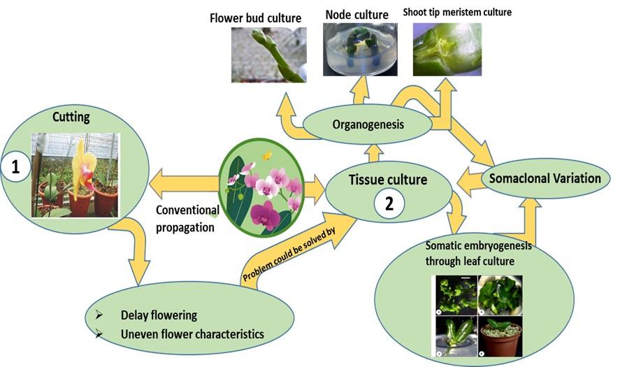 Tissue culture of Phalaenopsis: present status and future prospects
